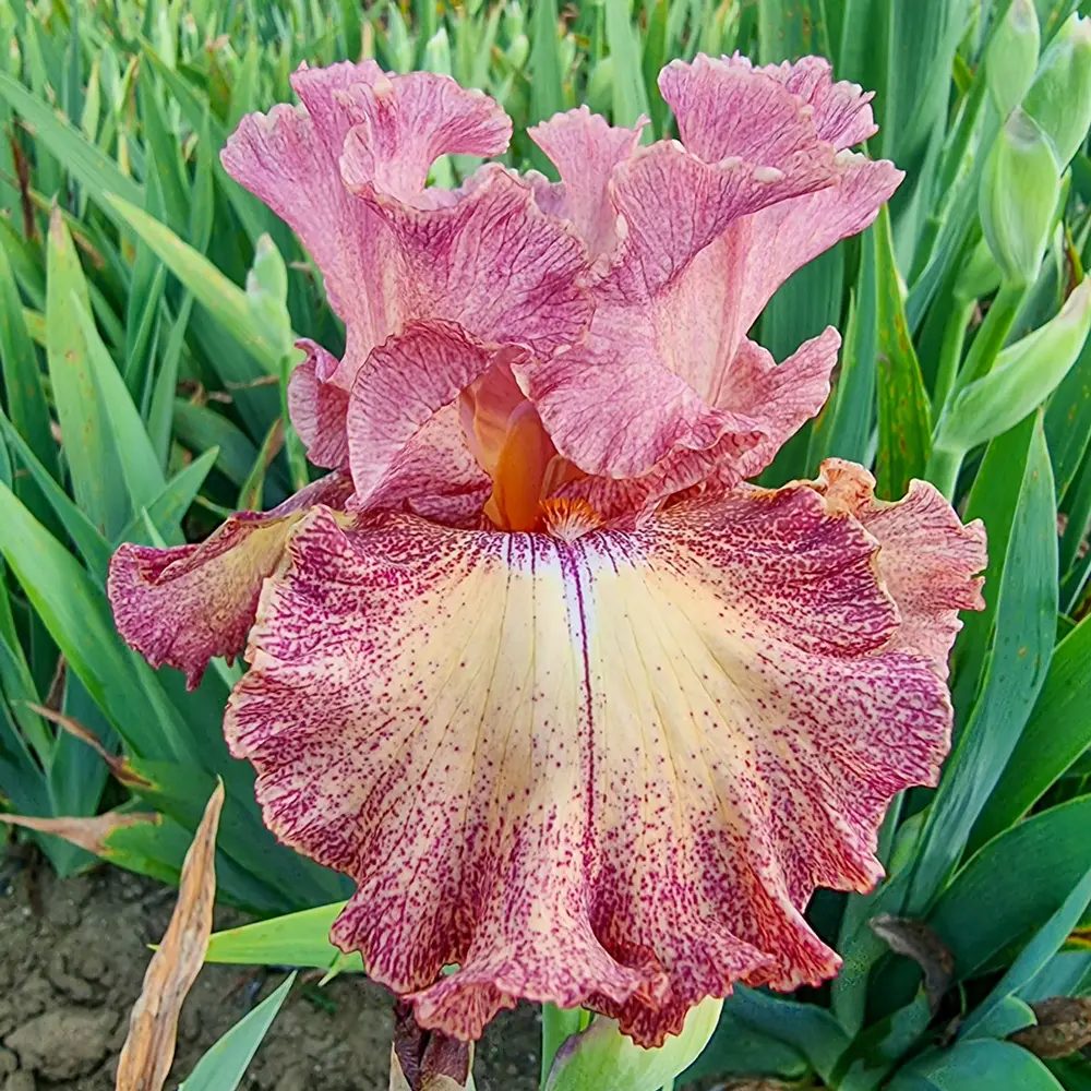New German Irises