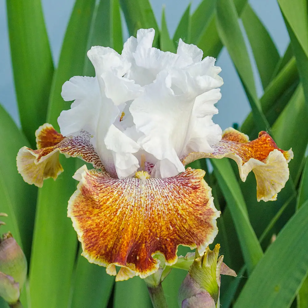 New Varieties